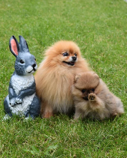 Anne ve Pomeranya köpeği tavşanın yanındaki çimlerde.