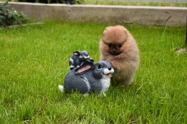 Tavşanlı Pomeranya köpeği