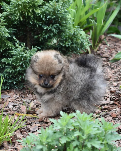  Küçük bir Pomeranya köpeği