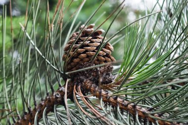 Ağaçtaki çam kozalağı