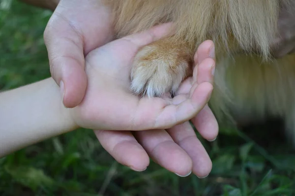 Bir çocuğun ve bir yetişkinin elinden tutulan bir köpeğin pençesi.