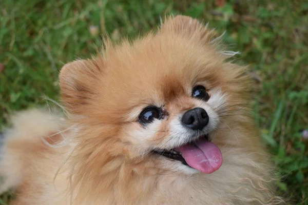 Pomeranian Spitz Lovingly Looks Owner — Zdjęcie stockowe