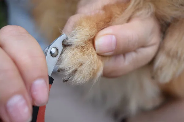 professional cuts the dog\'s claws