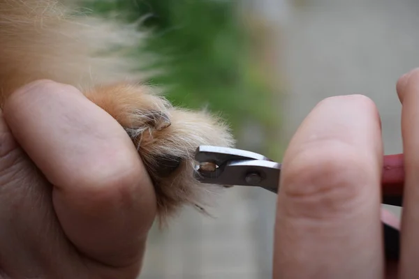 a professional cuts the dog's claws
