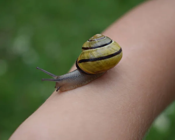 Bir salyangoz eline oturur.