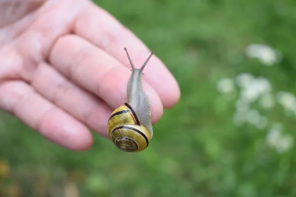 Bir salyangoz bir insanın parmağına oturur.