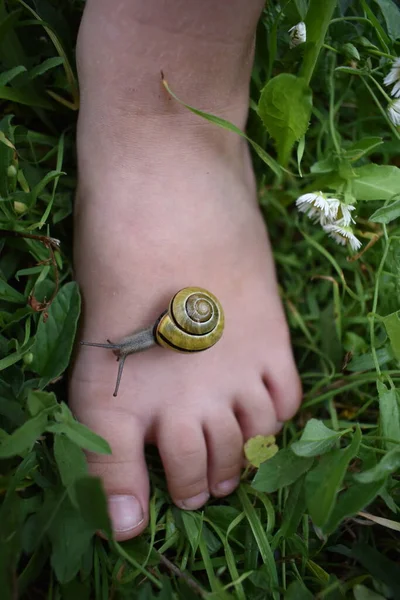 Salyangoz çimenlikteki bir çocuğun bacağında sürünür.