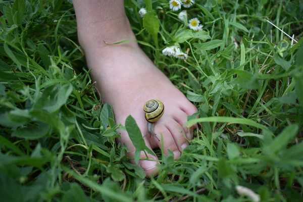 Salyangoz çimenlikteki bir çocuğun bacağında sürünür.
