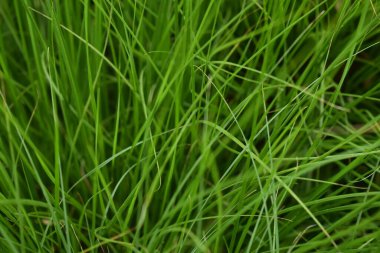 Arkaplanda yeşil sulu çimenler