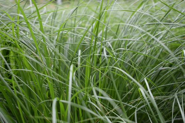 Arkaplanda yeşil sulu çimenler