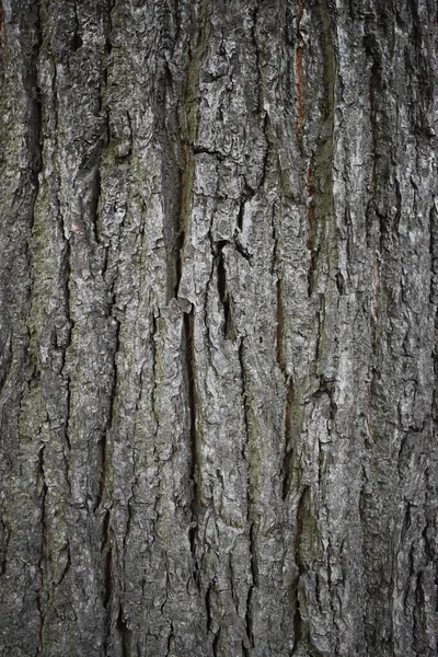 arkaplan için eski ağaç kabuğu dokusu