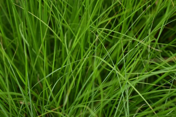 Arkaplanda yeşil sulu çimenler