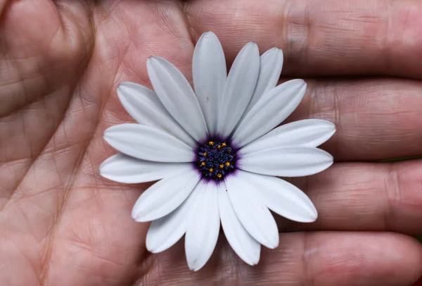 Yaşlı bir adamın avucunda taze papatya çayı