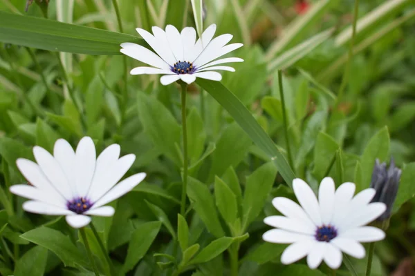 Bahçede taze papatyalar