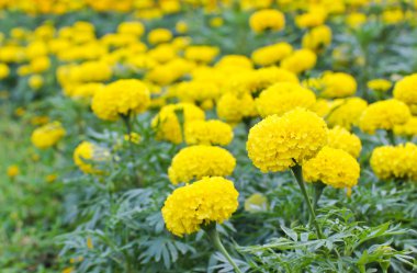 kadife çiçeği Bahçe