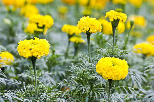 Calendula in giardino — Foto Stock