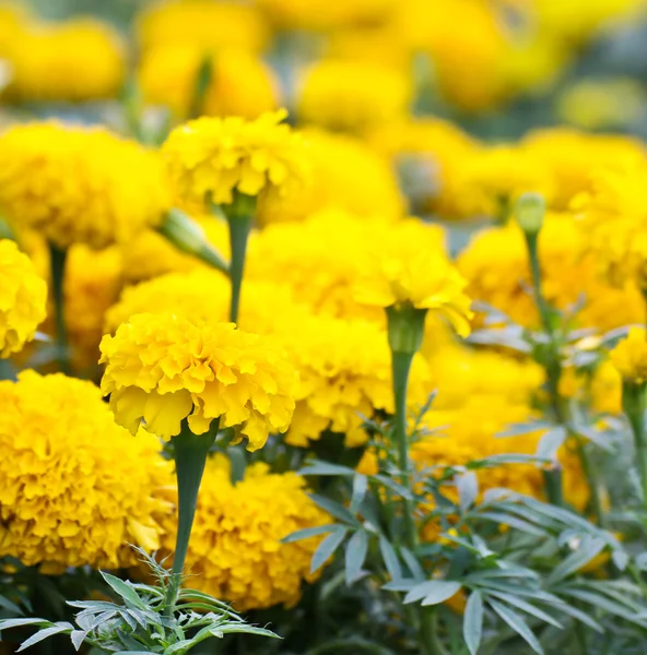 kadife çiçeği Bahçe