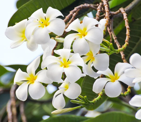 Kwiaty plumerii — Zdjęcie stockowe