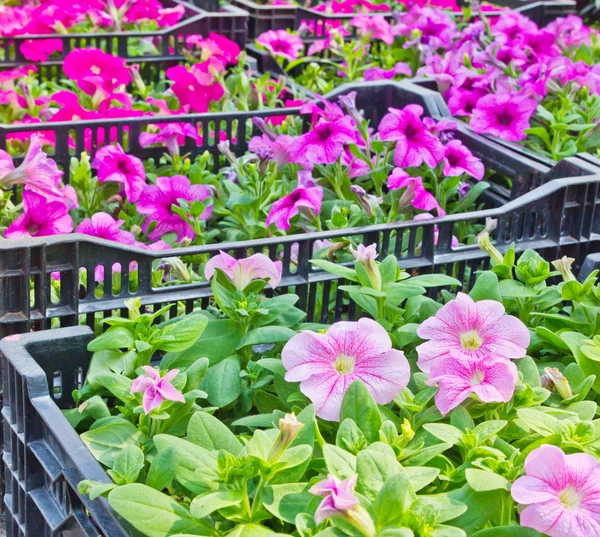 Flor de Petunia — Foto de Stock