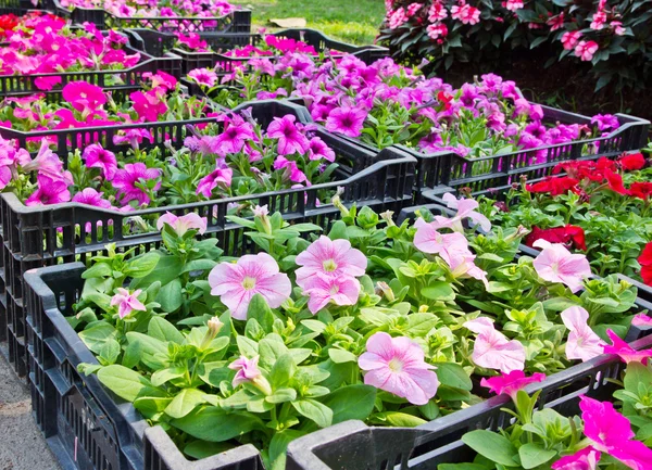 Flor de Petunia — Foto de Stock