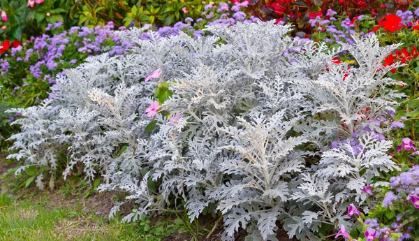 Zilveren stof in de tuin — Stockfoto