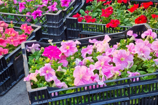 Flor de Petunia — Foto de Stock