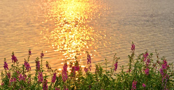 Angelonia goyazensis blomst – stockfoto