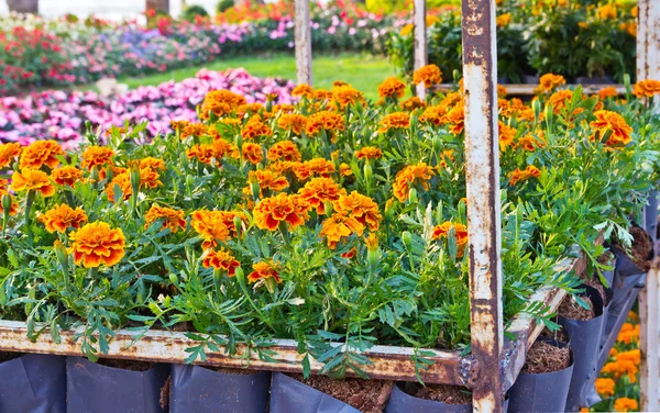 Ringelblume im Garten — Stockfoto