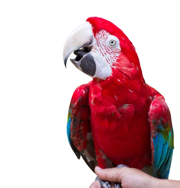 Макаровый попугай — стоковое фото