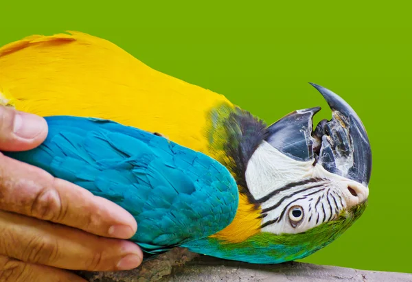 Loro guacamayo — Foto de Stock