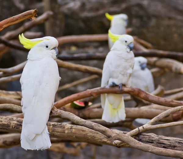 Cockatoo — Stock Photo, Image