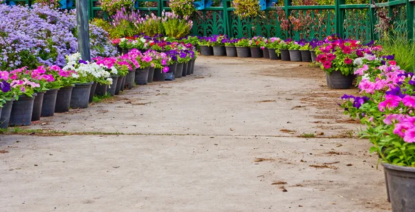 Weg im Garten — Stockfoto