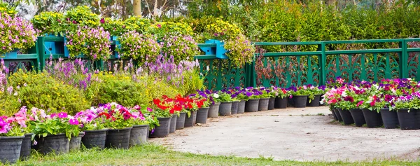 Camino en el jardín — Foto de Stock