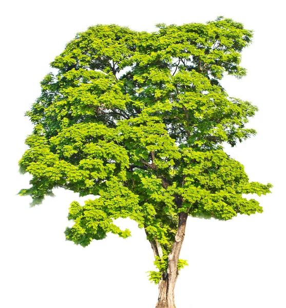 Baum isoliert — Stockfoto