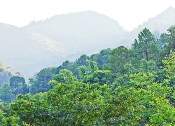 Bosque y montaña — Foto de Stock