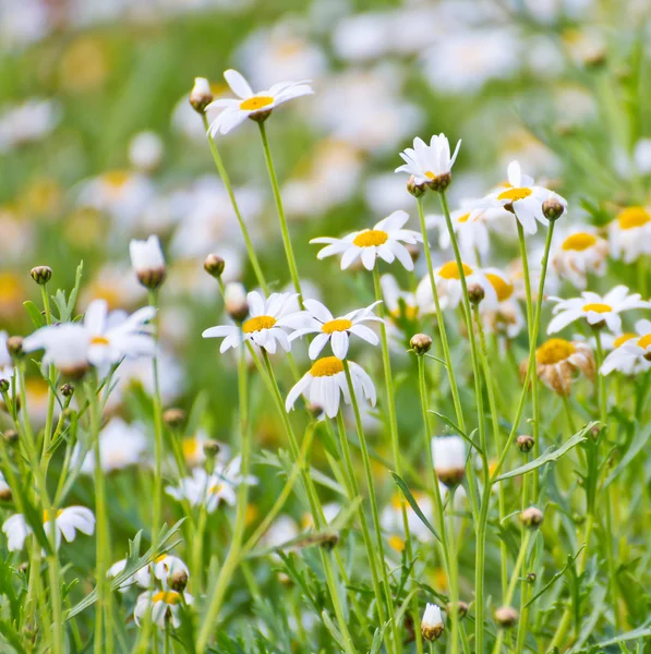 Chamomile flowers — Stock Photo, Image