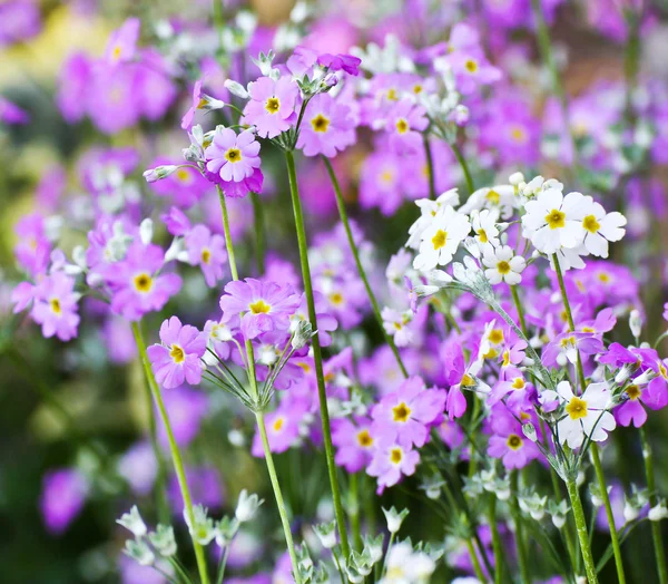 Fransk lavendel – stockfoto