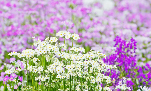 Lavanda francesa — Foto de Stock