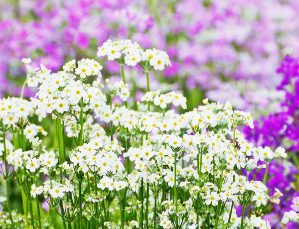 Lavanda francese — Foto Stock