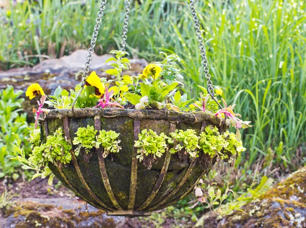 Blumen im Korb — Stockfoto