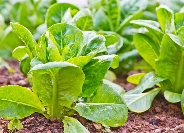 Lechuga — Foto de Stock