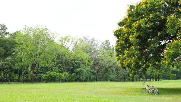 Träd i parken — Stockfoto