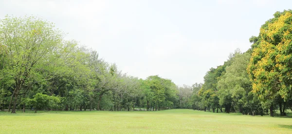 Baum im Park — Stockfoto