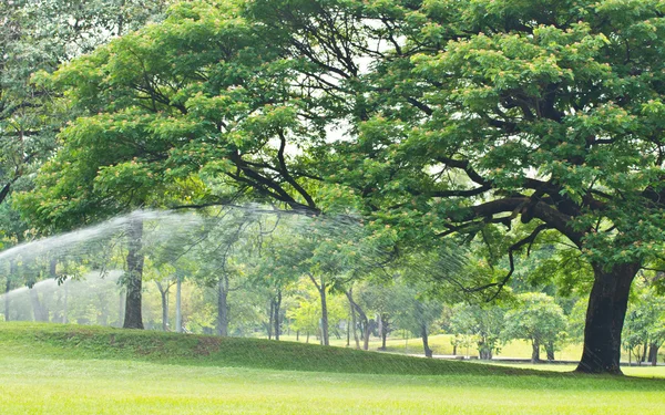 Baum im Park — Stockfoto