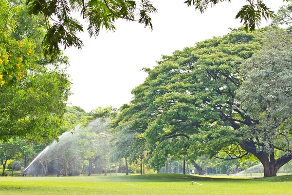 Baum im Park — Stockfoto