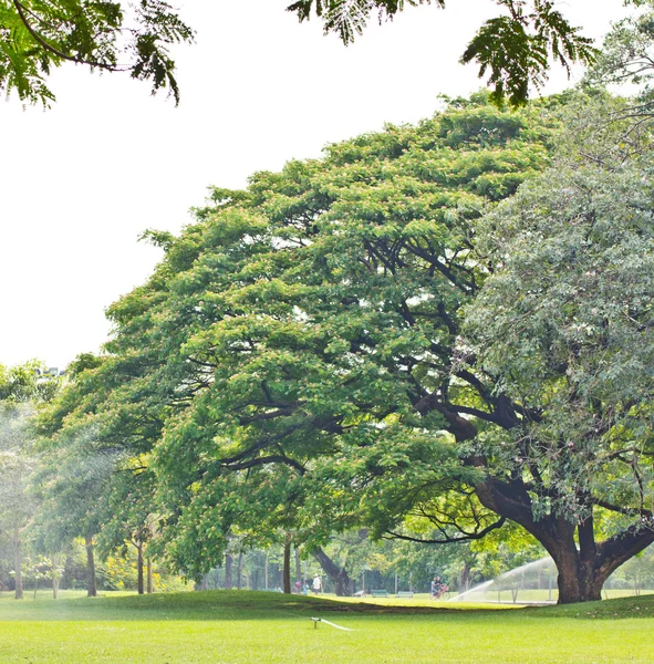 Boom in het park — Stockfoto