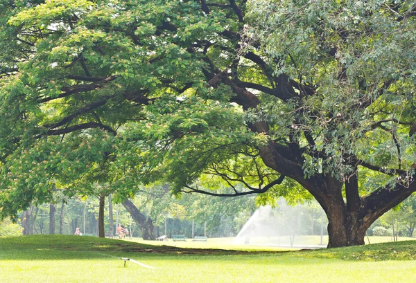 Baum im Park — Stockfoto