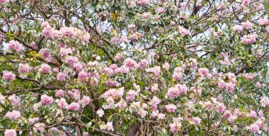 pembe trompet ağaç