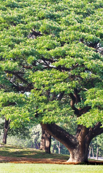 Boom in het park — Stockfoto