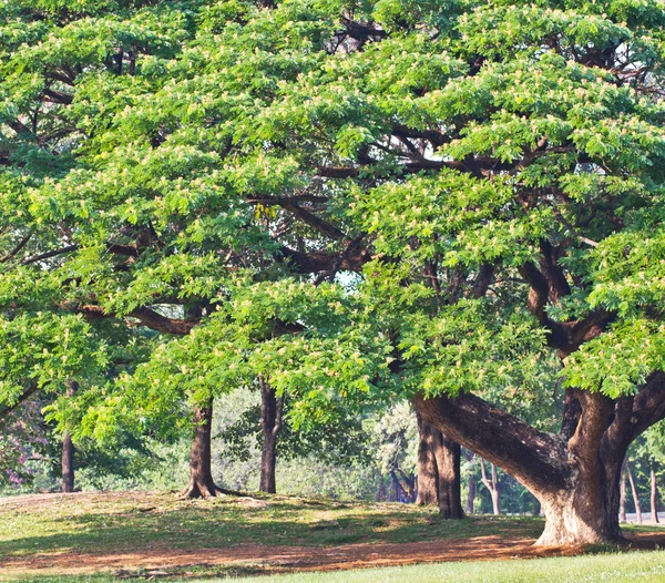 Drzewo w parku — Zdjęcie stockowe